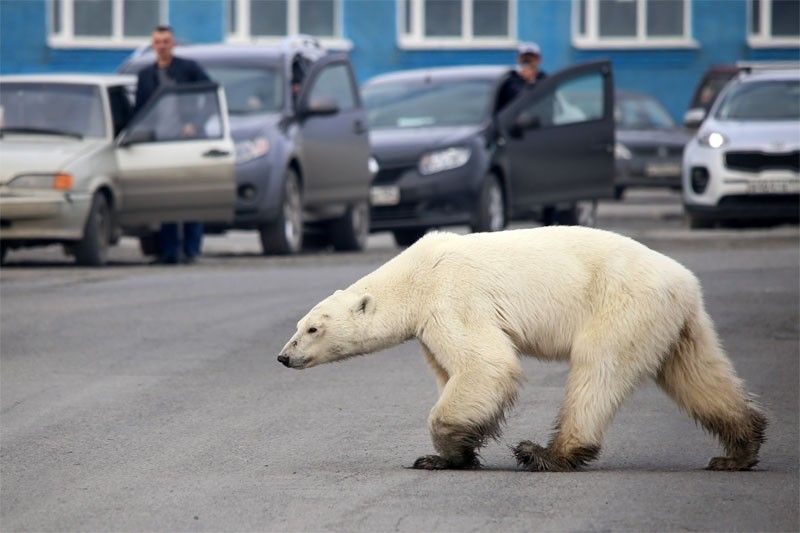 Russians capture hungry polar bear roaming Arctic city