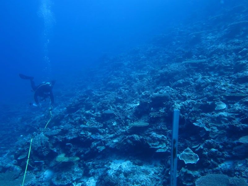 UP scientists report poor condition of reefs in WPS