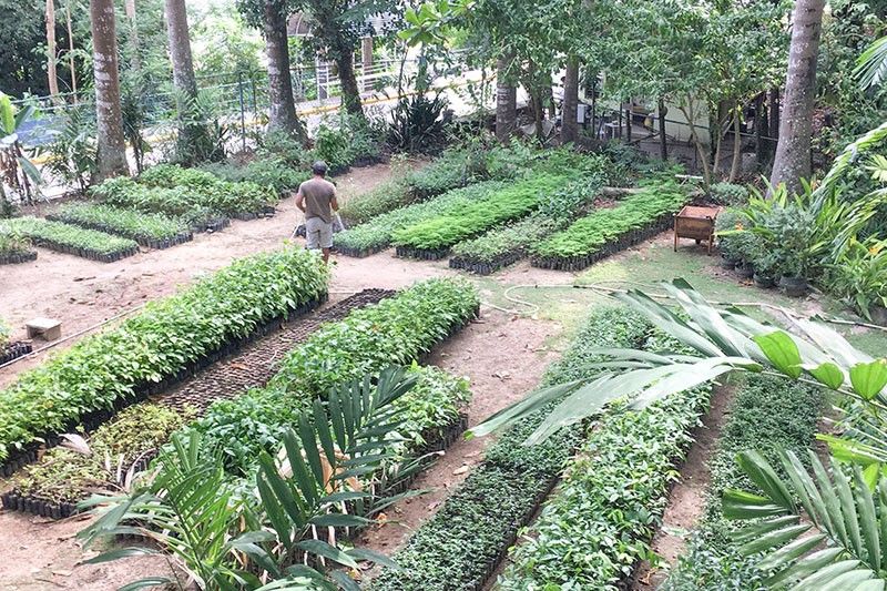 MCWD offers 500T free seedlings