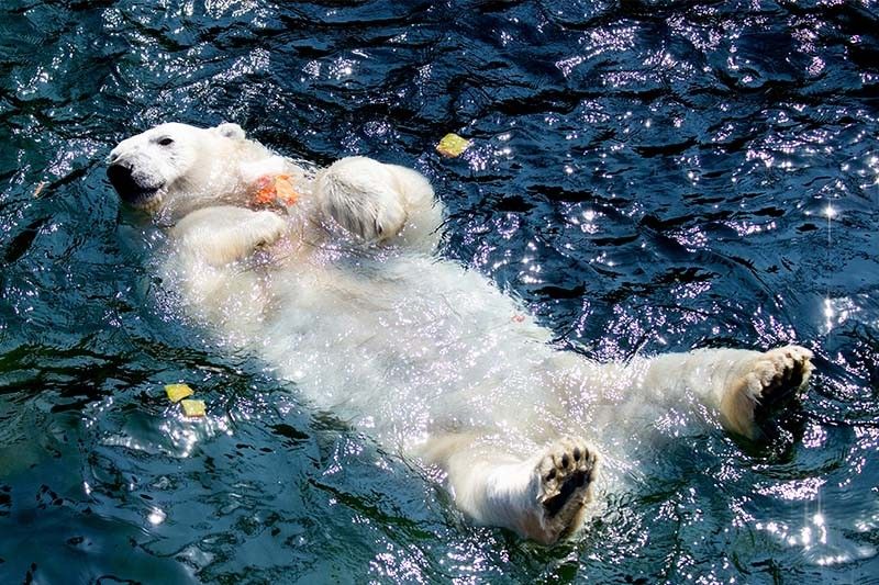 WATCH: Prague zoo animals combat heat with ice-cream