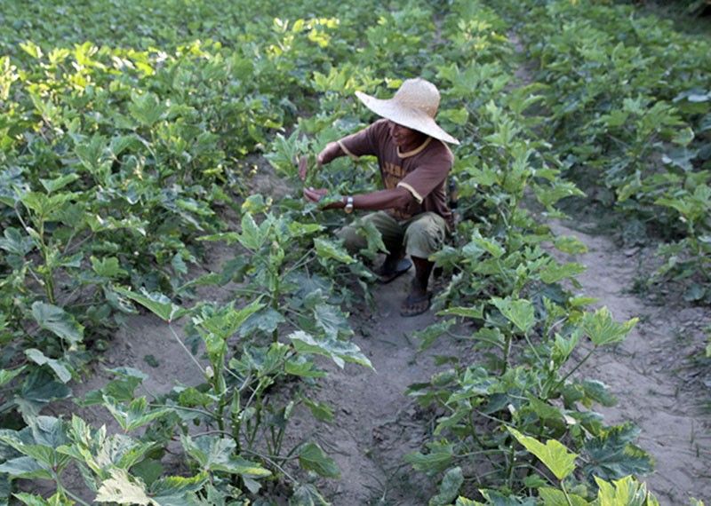 as-rice-liberalizes-shift-to-high-value-crops-urged-philstar