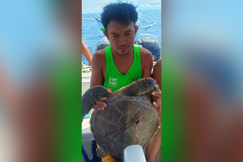 Tulo gidakop kay nanguha’g pawikan
