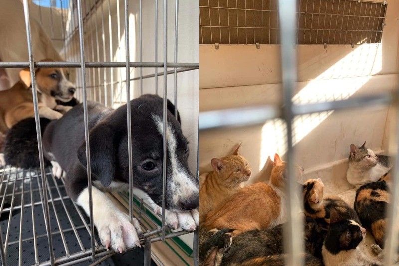 50 dogs, 15 cats saved from being put down at Manila pound