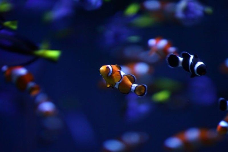 Light pollution puts Nemo's offspring at risk