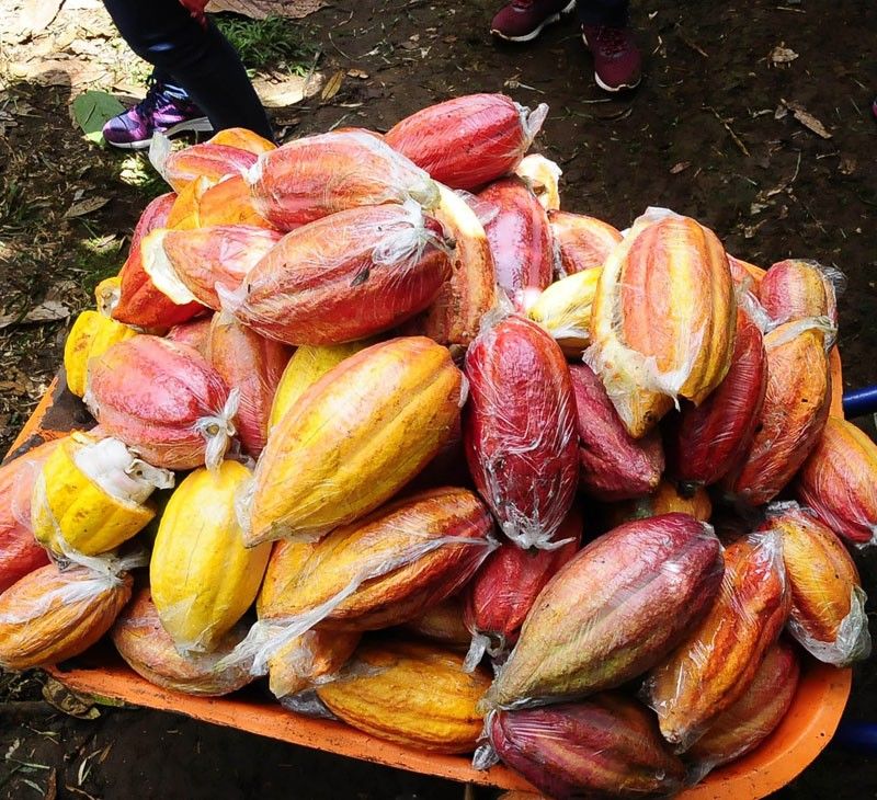 Farmer grows recommended cacao varieties through CPAR