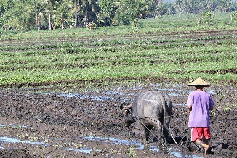 Missing carabao leads to bloody brawl between Tabuk City families