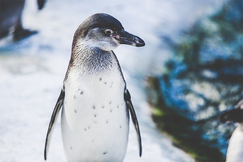 WATCH: New Zealand cops nab penguin prowlers in sushi stall