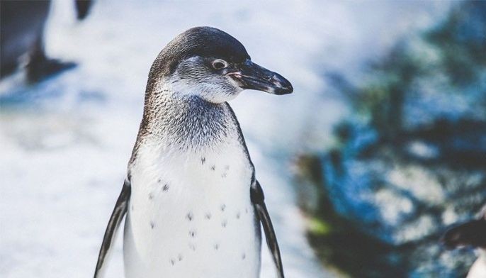 WATCH: New Zealand cops nab penguin prowlers in sushi stall