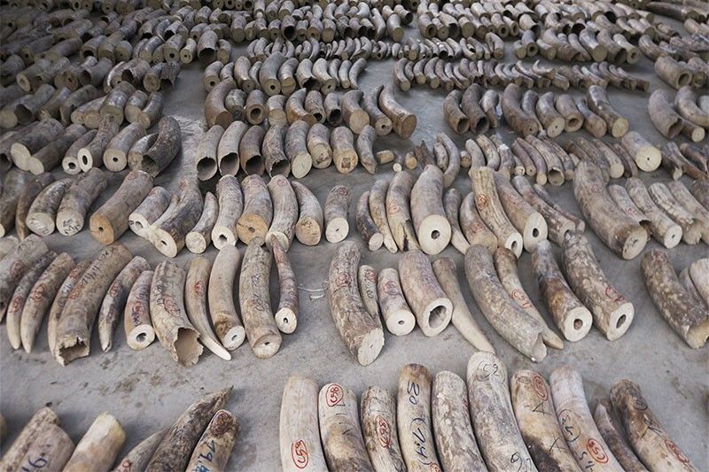 Singapore makes its biggest ever illegal ivory seizure