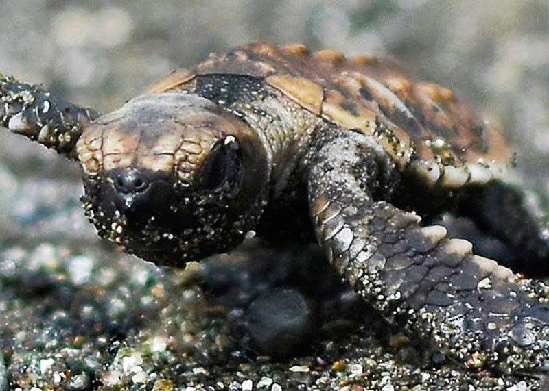 Magsaysay  town fights  for sea  turtlesâ�� survival