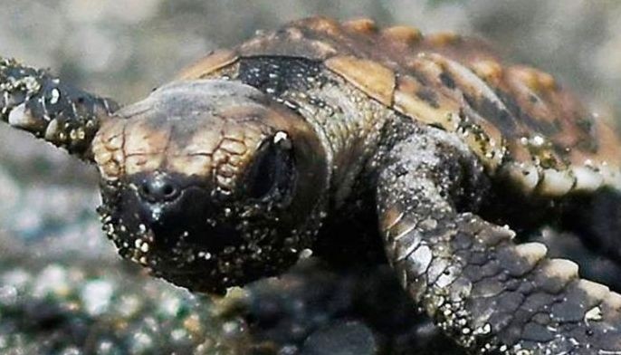 Magsaysay  town fights  for sea  turtles&rsquo; survival