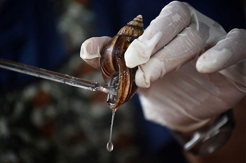 WATCH: Thai farmers on the cash trail with snail slime
