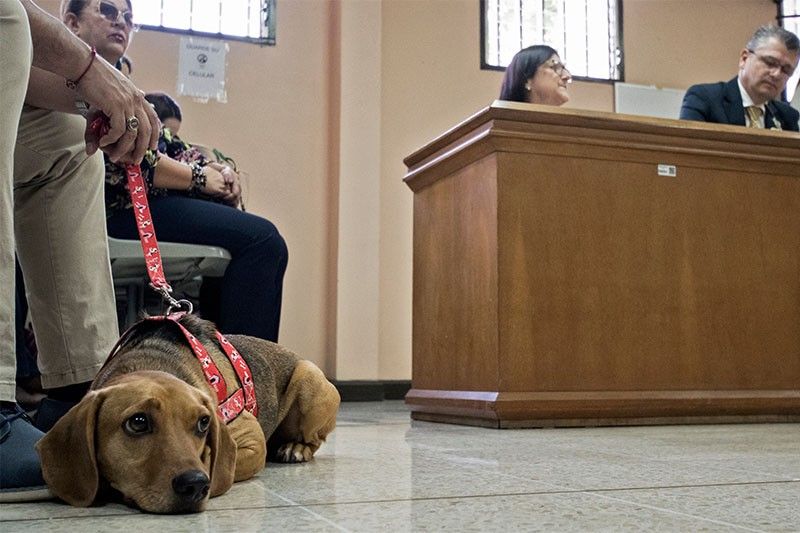 Ruff Justice: Dog attends animal abuse trial in Costa Rica