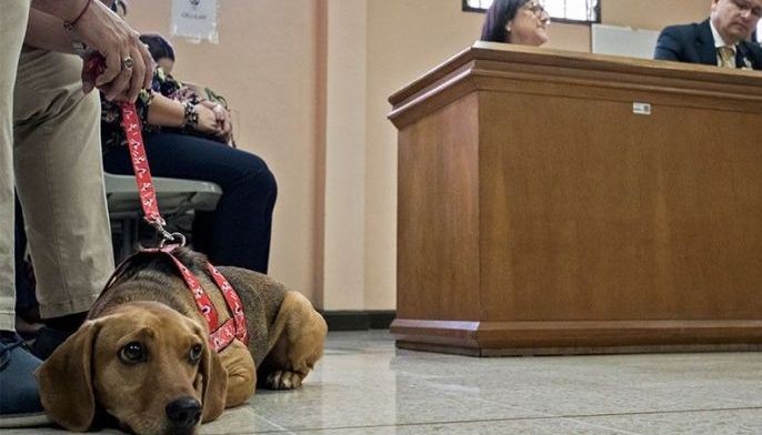 Ruff Justice: Dog attends animal abuse trial in Costa Rica