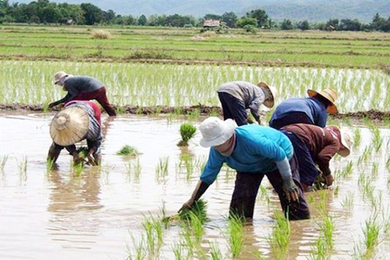 filipino rice farmers