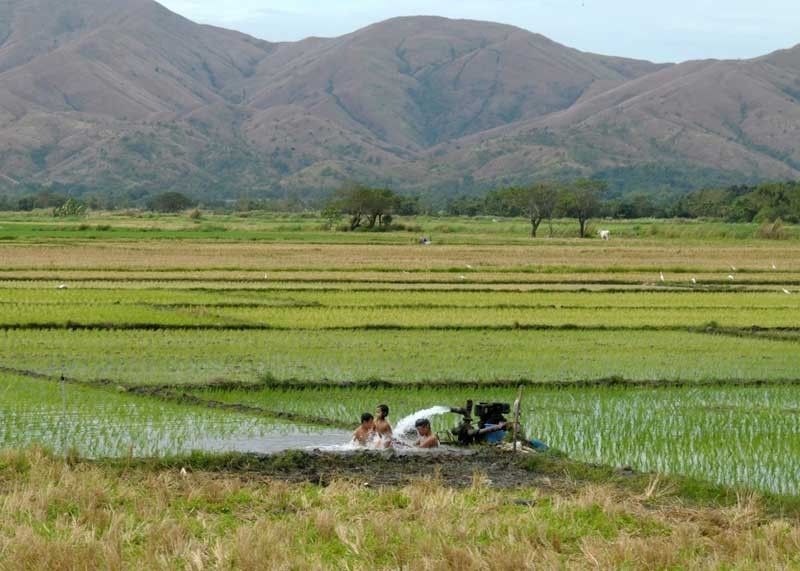 Use rainwater to irrigate Bulacan, Pampanga farms â�� NIA