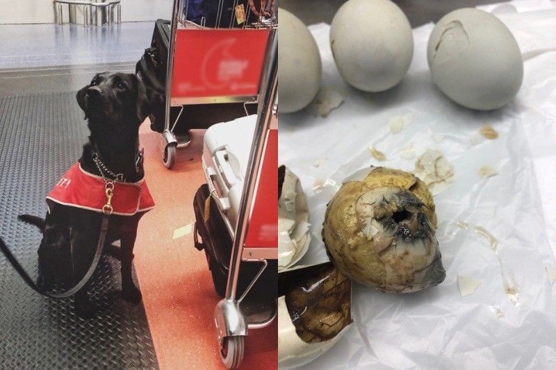 âEggs-tremely risky luggage:â Australian âdeteggtorâ dog detects Filipino passenger's balut