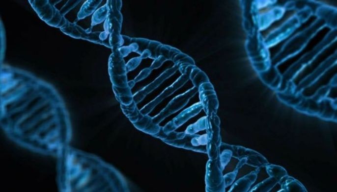 Japan approves growing human organs in animals for first time