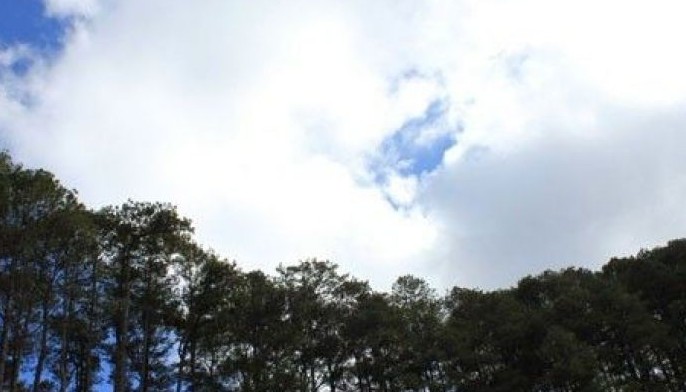 Baguio City mayor promises raps over 'murder' of pine trees
