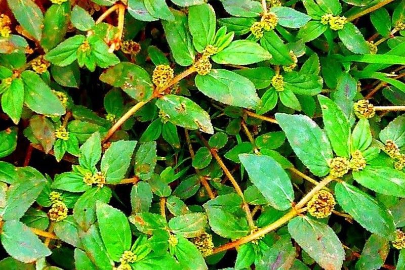 Tawa-tawa herbal plant has no therapeutic value â�� DOH