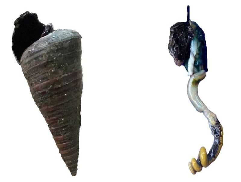 UP students discover potential cancer treatment in horn snail