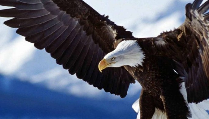 Outrage as Trump administration weakens endangered species law