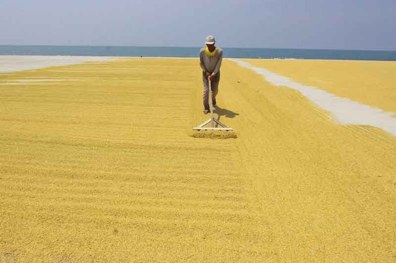 Palay production down 5% in Q2