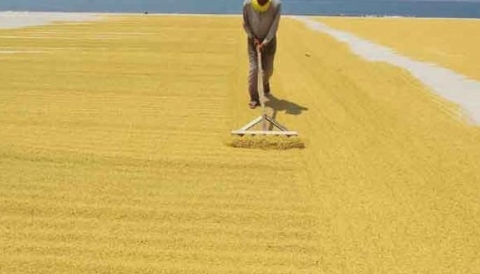 Palay production down 5% in Q2