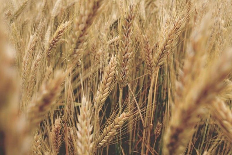 Record high wheat imports seen this year