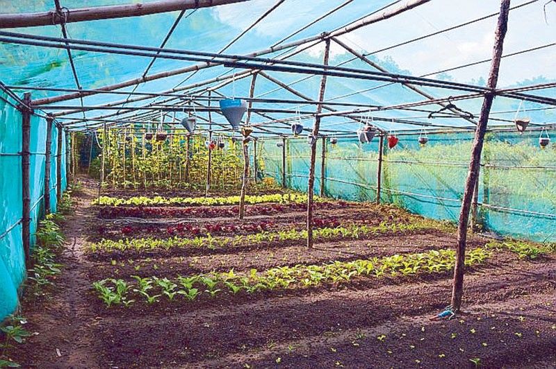 A sustainable farm in paradise
