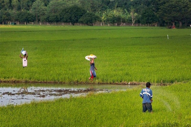 947 rice-producing towns to get P5-million aid
