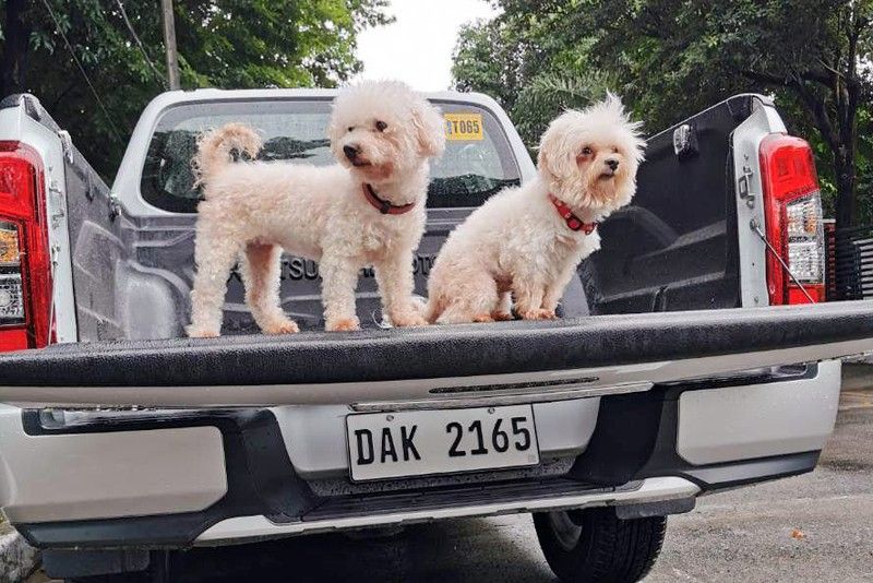 Driving two doggos, safely