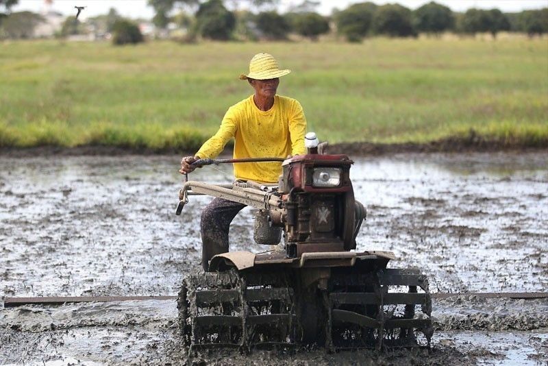 'Crop insurance' kontra sakuna itinulak sa Senado para sa rice farmers