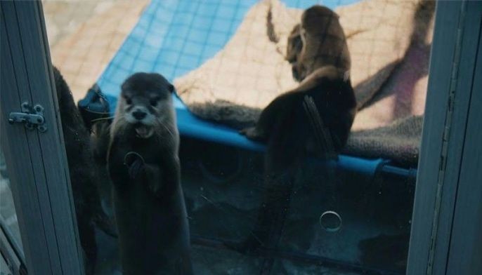 'Otterly adorable'?: Demand for cute selfies puts animals at risk