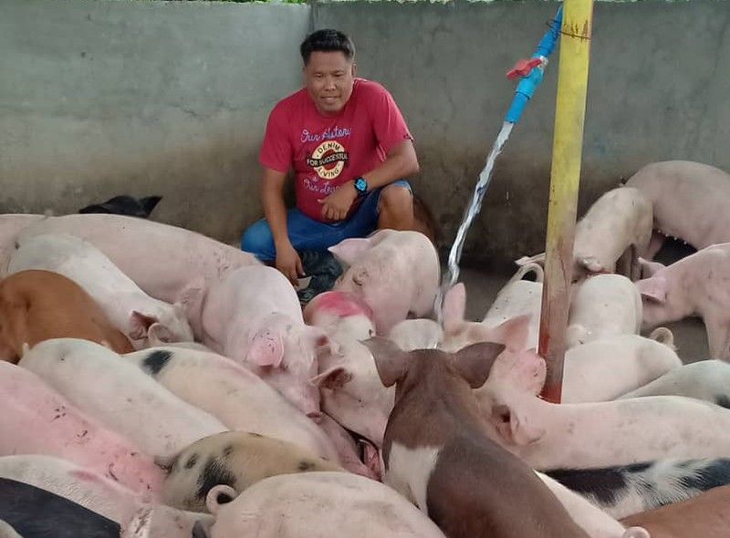 Unless there is transport permit:100-day ban vs pork, hogs