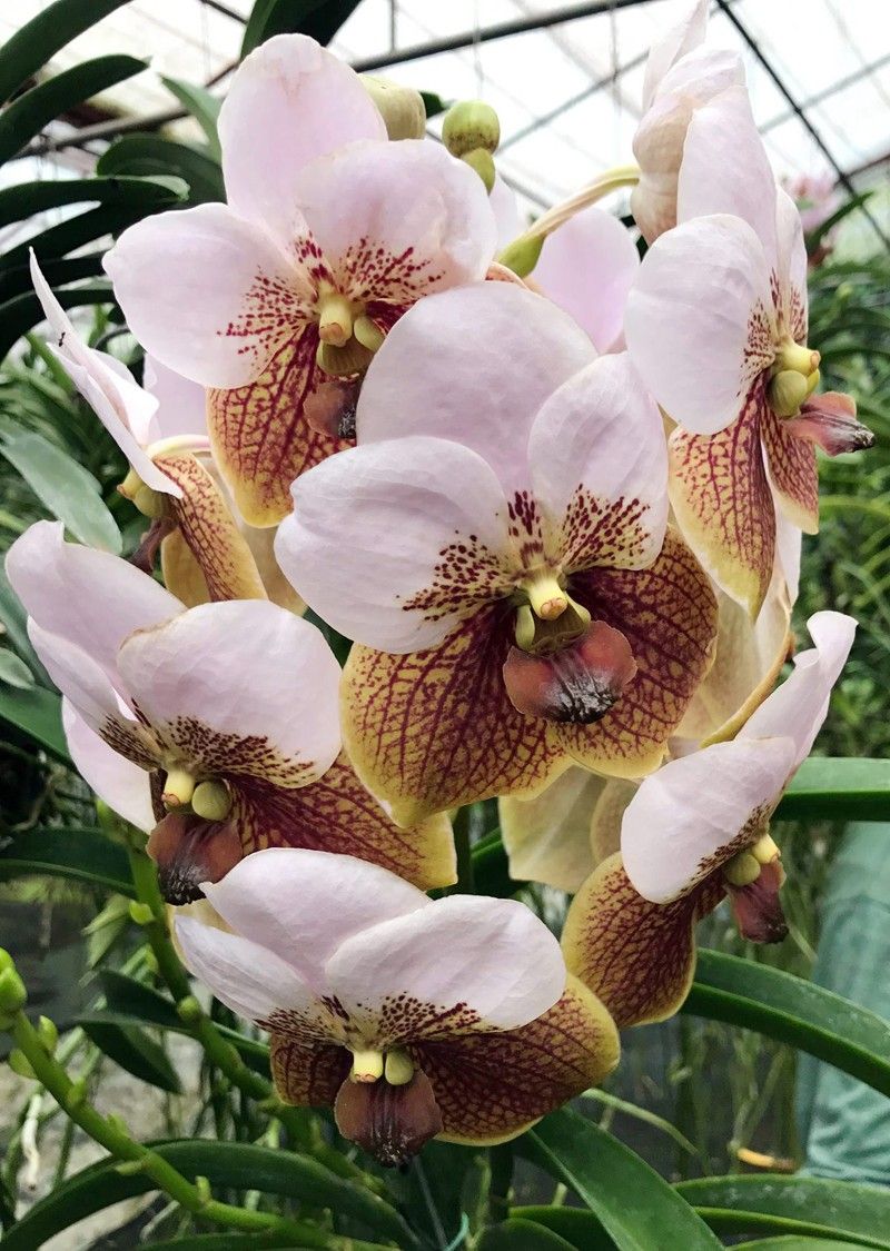 Orchid Festival opens on August 30