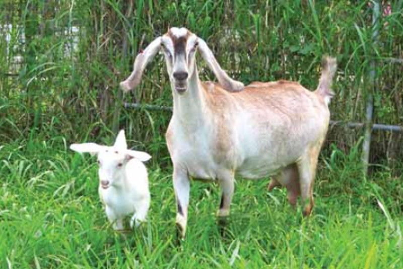 USDA allocates P1.6 billion funding for goat farming