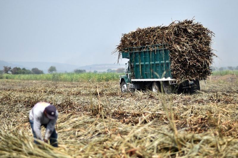 Luzon growers back plan to import more sugar