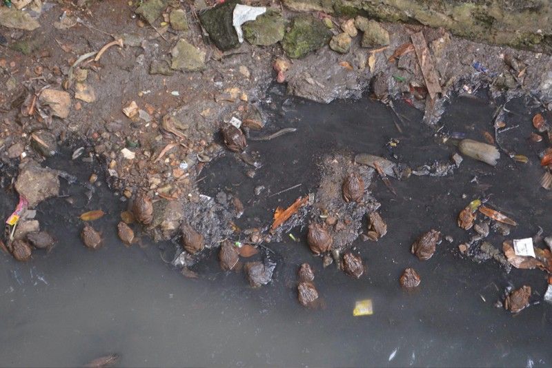 2 Quezon City barangays release frogs, catch rats to fight disease