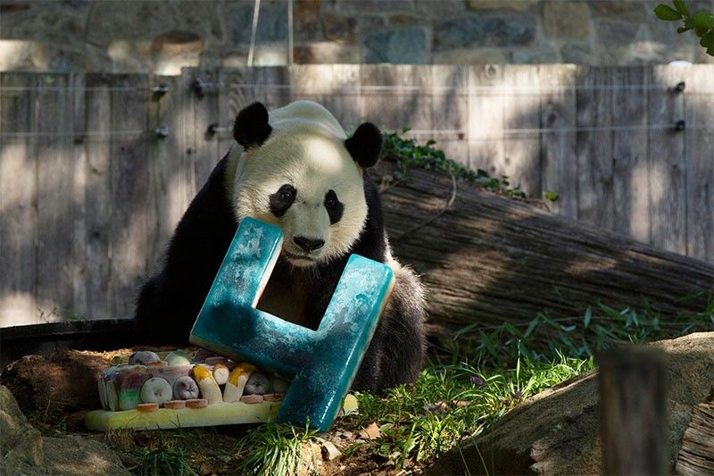 WATCH: Giant panda Bei Bei, soon to go bye-bye, turns four in US