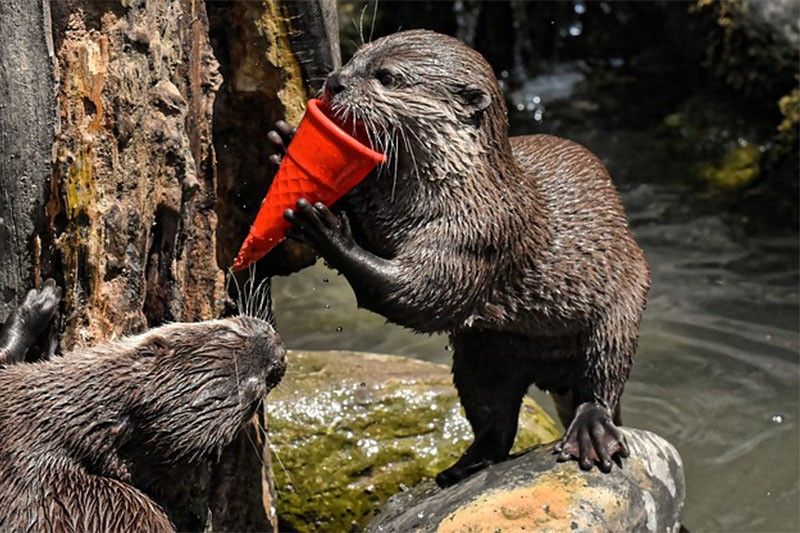 CITES votes to ban trade in endangered otters