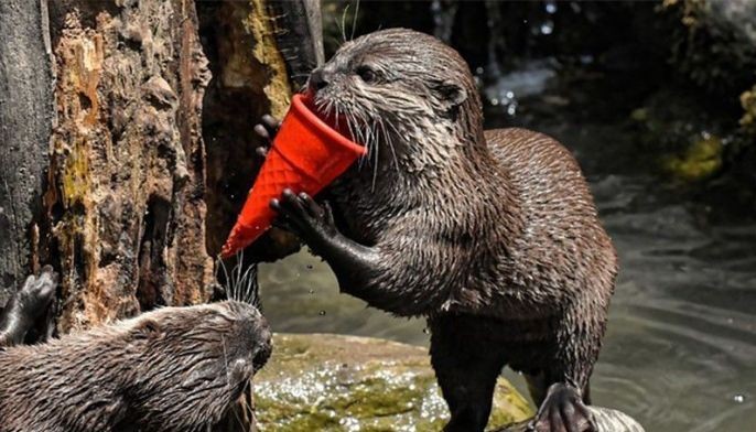 CITES votes to ban trade in endangered otters