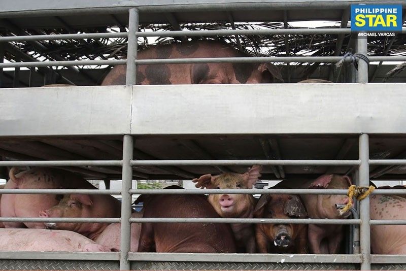 DBM to release P187 million for swine deaths