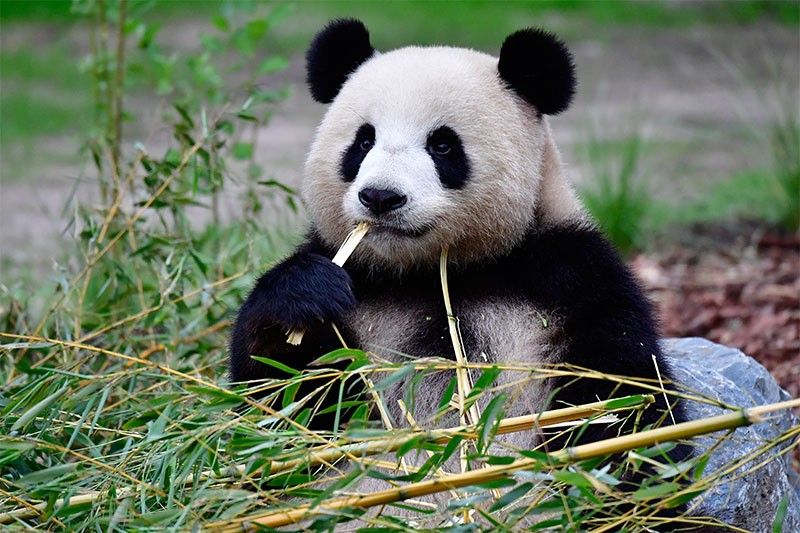 Meng Meng, Berlin Zoo's panda, is pregnant