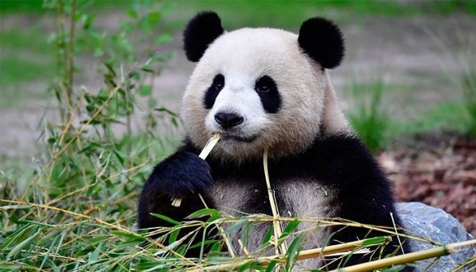 Meng Meng, Berlin Zoo's panda, is pregnant