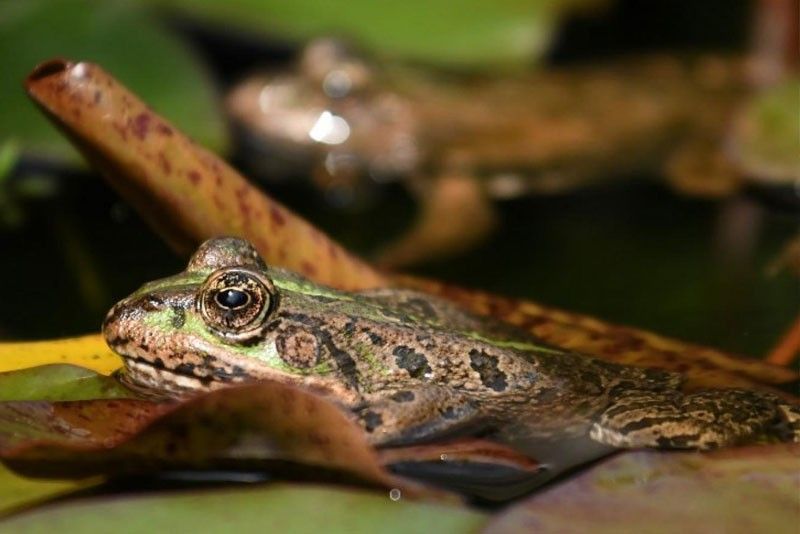 No proof frogs, toads effective vs mosquitoes