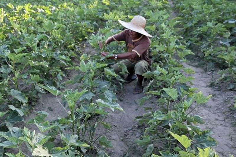 Non-tariff measures eyed to protect agriculture sector