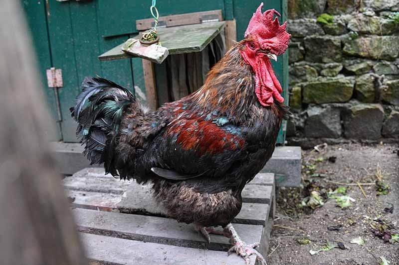French rooster triumphs in battle over right to crow