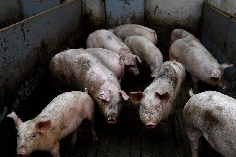 African swine fever now in Phl