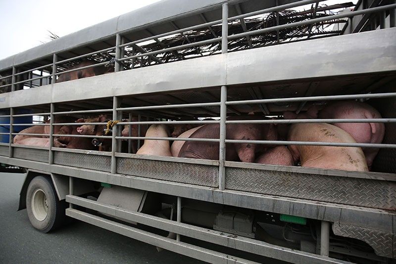 African swine fever is now in the Philippines. Should you be alarmed?